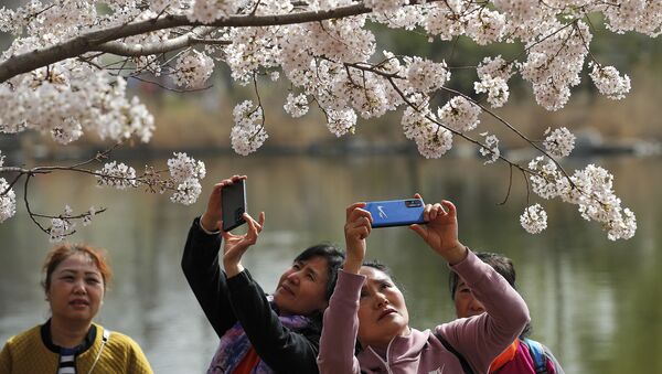 北京玉渊潭公园春季赏花季，游客拍摄盛开的樱花。 - 俄罗斯卫星通讯社