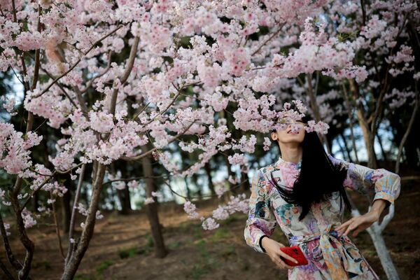 北京玉淵潭公園裡櫻花盛開，一名女子站在樹下賞花。 - 俄羅斯衛星通訊社
