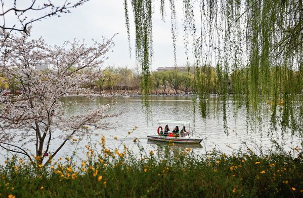 北京玉淵潭公園春季賞花季期間，遊客在園內划船。 - 俄羅斯衛星通訊社