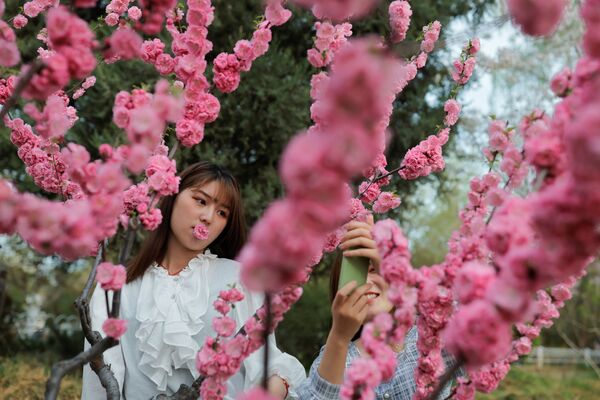 北京玉淵潭公園春季賞花季，遊客拍攝盛開的櫻花。 - 俄羅斯衛星通訊社