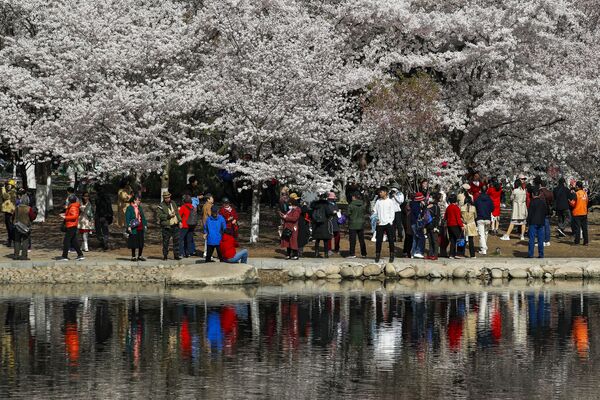 遊客在北京玉淵潭公園裡賞花。 - 俄羅斯衛星通訊社