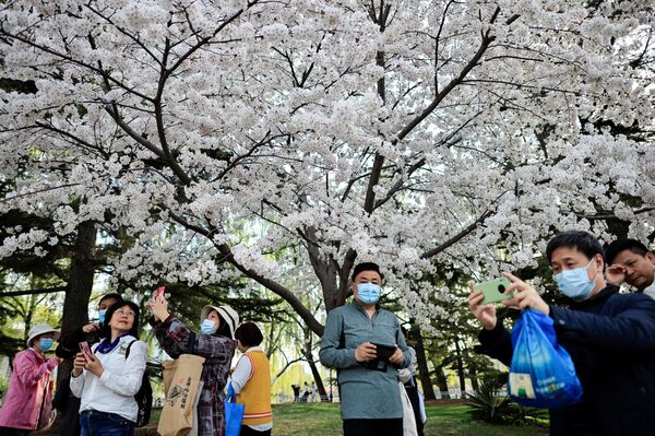 北京玉渊潭公园春季赏花季，游客拍摄盛开的樱花。 - 俄罗斯卫星通讯社