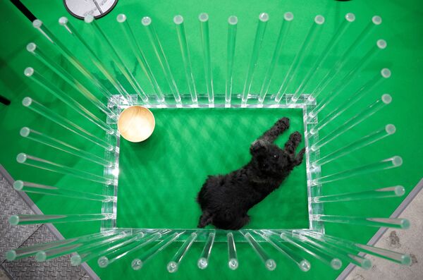一只宠物犬坐在笼子里。 - 俄罗斯卫星通讯社