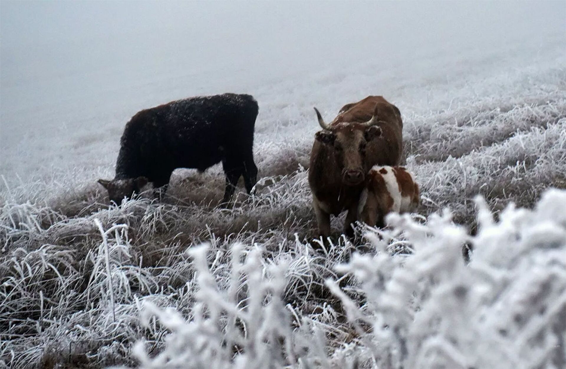 非政治新聞：科學家們已發現西伯利亞奶牛不怕冷的原因 - 俄羅斯衛星通訊社, 1920, 05.04.2021