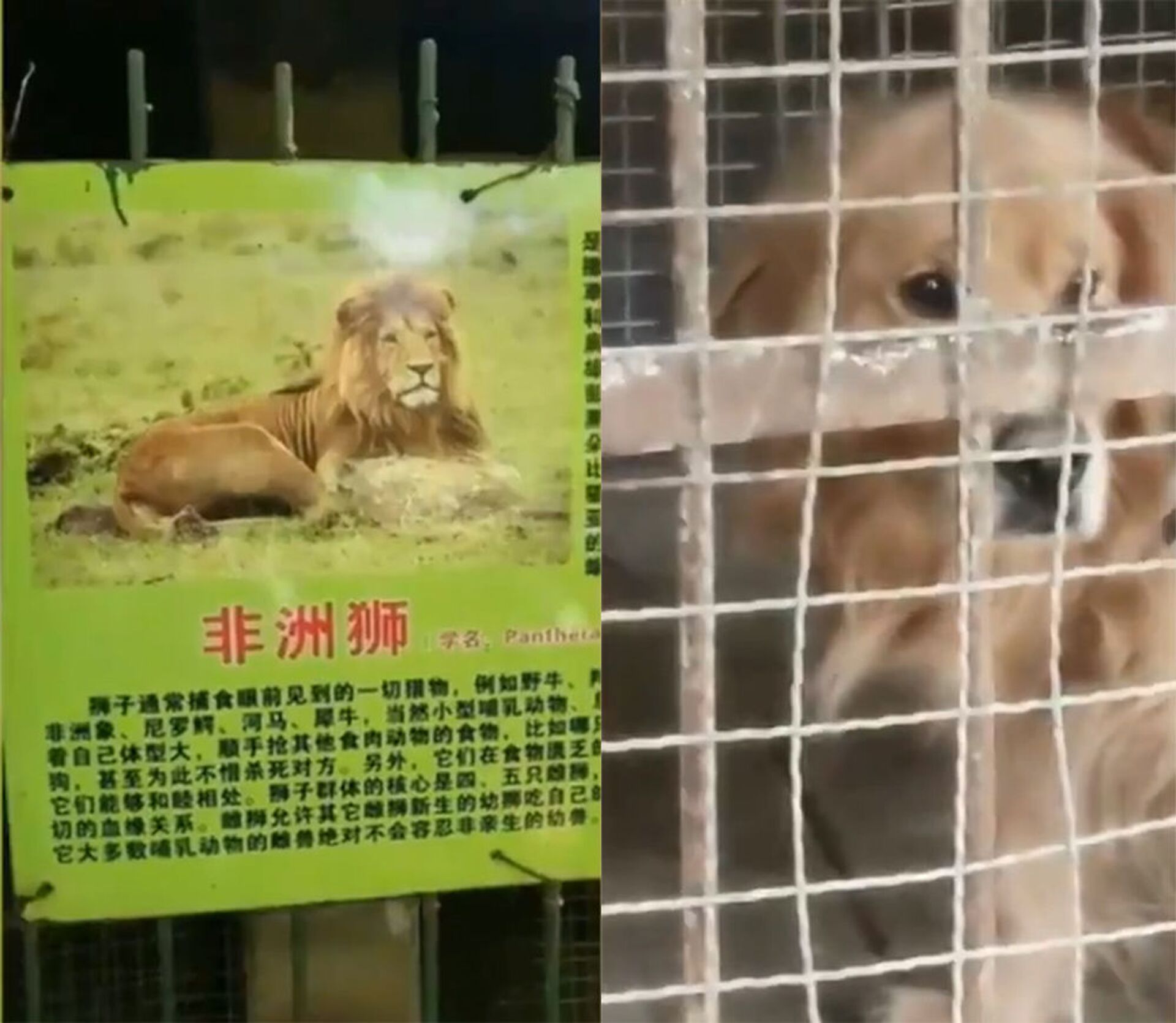 中国某动物园试图用金毛猎犬冒充狮子  - 俄罗斯卫星通讯社, 1920, 02.04.2021