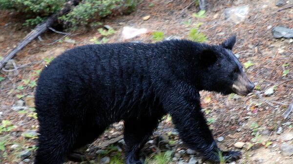 Барибал или американский черный медведь - 俄罗斯卫星通讯社