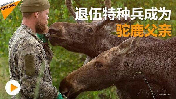 駝鹿父親：退伍特種兵開辦保護動物園 - 俄羅斯衛星通訊社