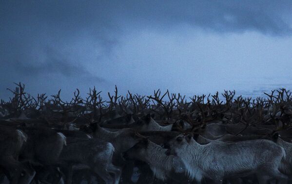 摩尔曼斯克州牧场上的驯鹿 - 俄罗斯卫星通讯社