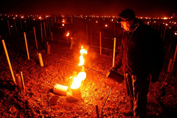 法国果农抢救葡萄园葡萄。 - 俄罗斯卫星通讯社