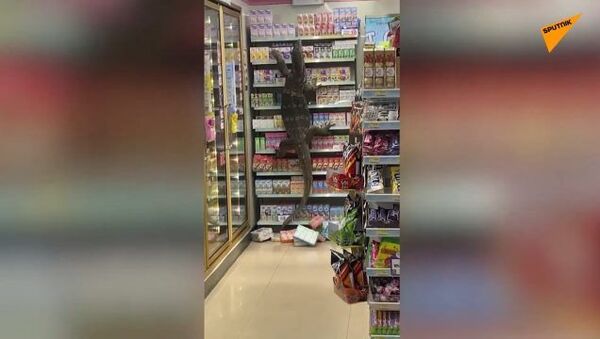 泰国一商店惊现巨蜴 - 俄罗斯卫星通讯社