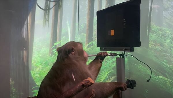 Маск научил обезьяну играть в пинг-понг силой мысли - 俄罗斯卫星通讯社