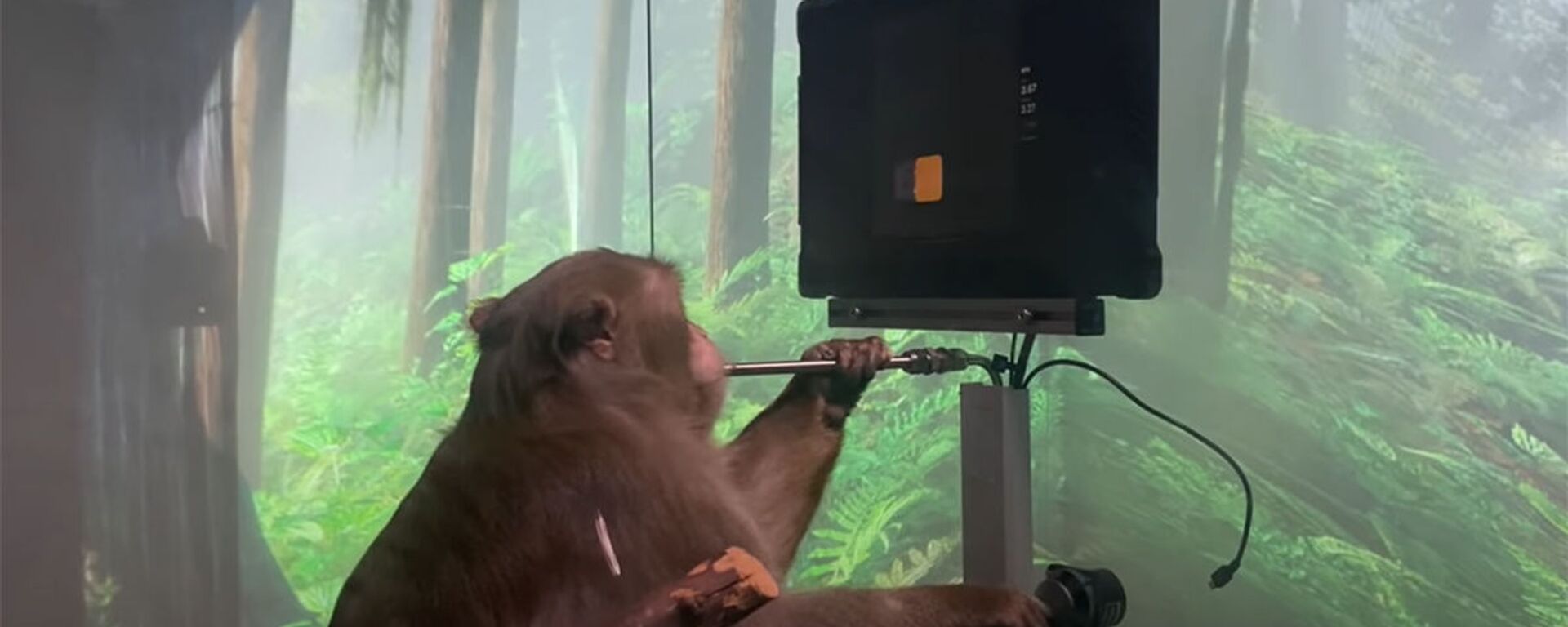 猴子在实验过程中没有受到伤害 - 俄罗斯卫星通讯社, 1920, 09.04.2021