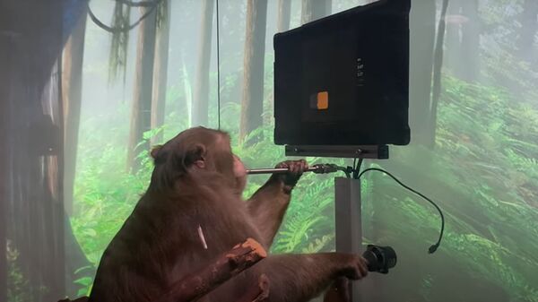 猴子在实验过程中没有受到伤害 - 俄罗斯卫星通讯社