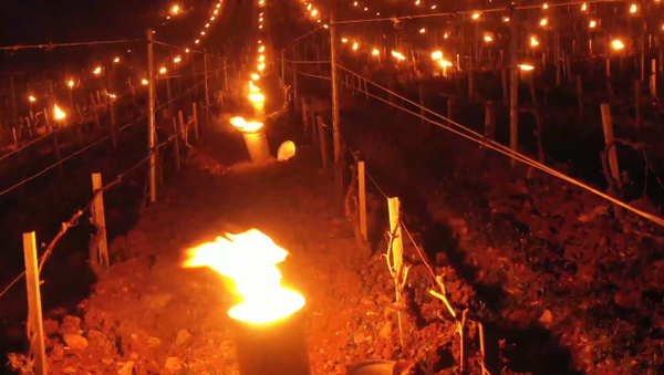 法國農民們點燃數千隻蠟燭保護葡萄園免受霜凍 - 俄羅斯衛星通訊社
