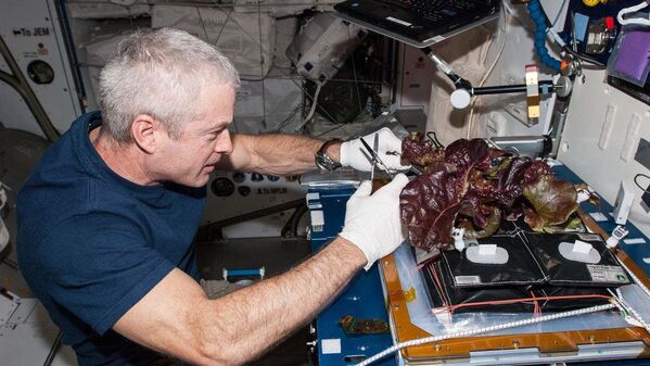 美国航天员斯蒂文在国际空间站采收养殖蔬菜。
 - 俄罗斯卫星通讯社