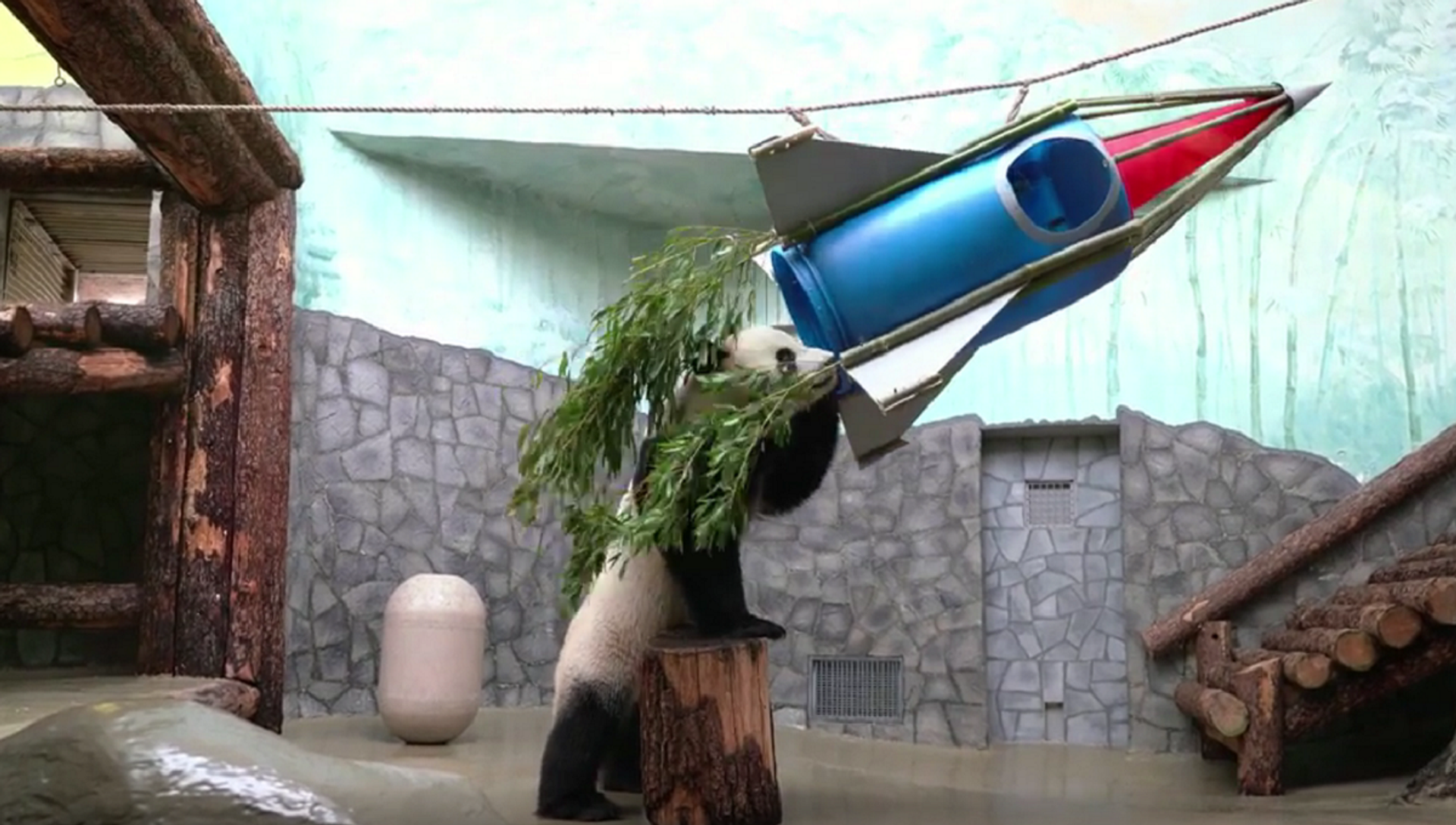 莫斯科动物园为纪念国际载人航天日为熊猫如意准备竹子做的火箭 - 俄羅斯衛星通訊社, 1920, 12.04.2021
