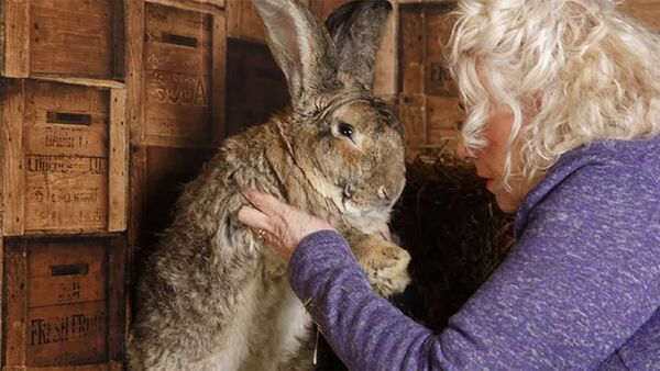 英国警方正在寻找偷盗世界最大兔子的人 - 俄罗斯卫星通讯社