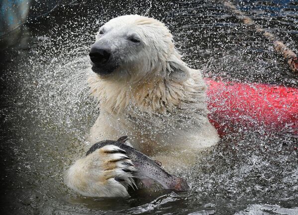 克拉斯諾亞爾市“羅耶夫”動植物公園中的北極熊。 - 俄羅斯衛星通訊社