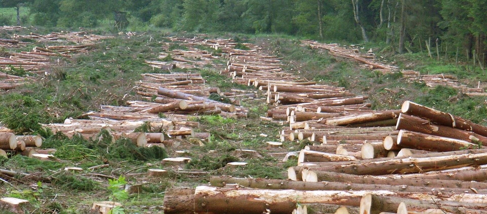 Вырубка леса - 俄羅斯衛星通訊社, 1920, 14.04.2021