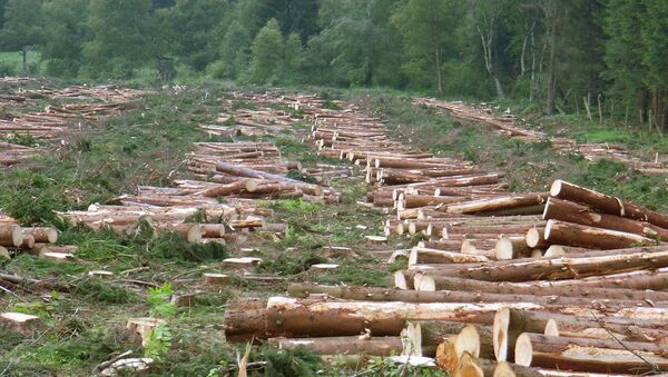 Вырубка леса - 俄罗斯卫星通讯社
