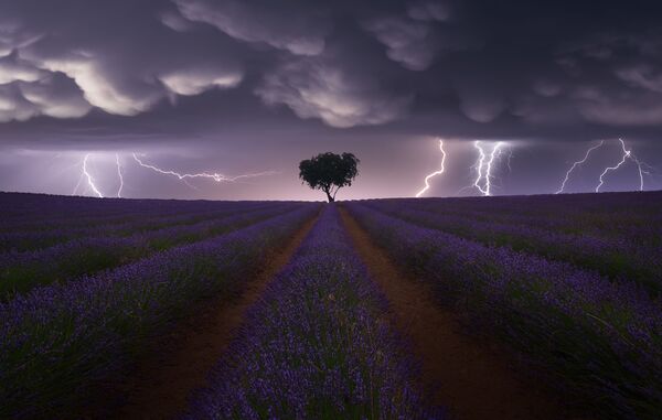 西班牙攝影師胡安•洛佩斯•路易斯拍攝的作品《Electric Storm on Lavender》，獲得公開組景觀類別獎項。 - 俄羅斯衛星通訊社