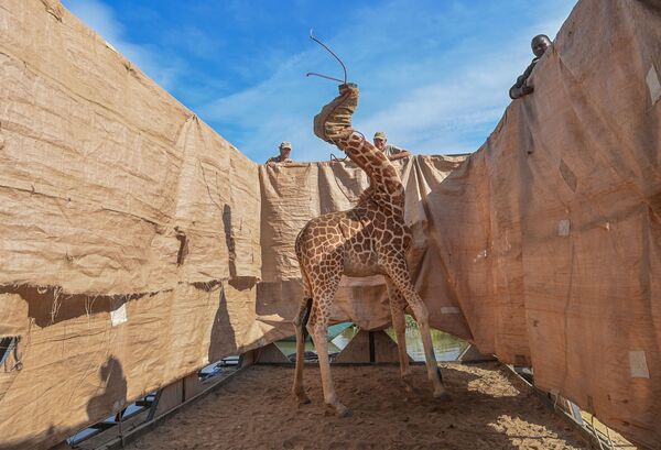 美国摄影师阿迷•维塔莱拍摄的《从洪水岛救援长颈鹿》，获得自然类第一名。 - 俄罗斯卫星通讯社