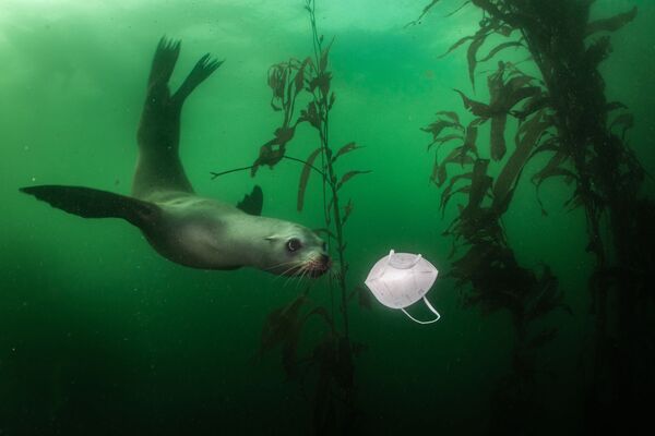 美国摄影师拉尔夫•佩斯拍摄的《玩口罩的加州海狮》，获得环境类第一名。 - 俄罗斯卫星通讯社
