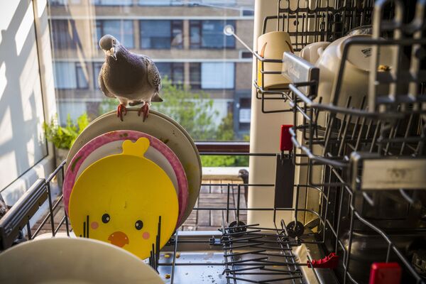 荷蘭攝影師賈斯珀•多斯特拍攝的《疫情中的鴿子:一個愛情故事》系列作品，獲得自然類第一名。 - 俄羅斯衛星通訊社