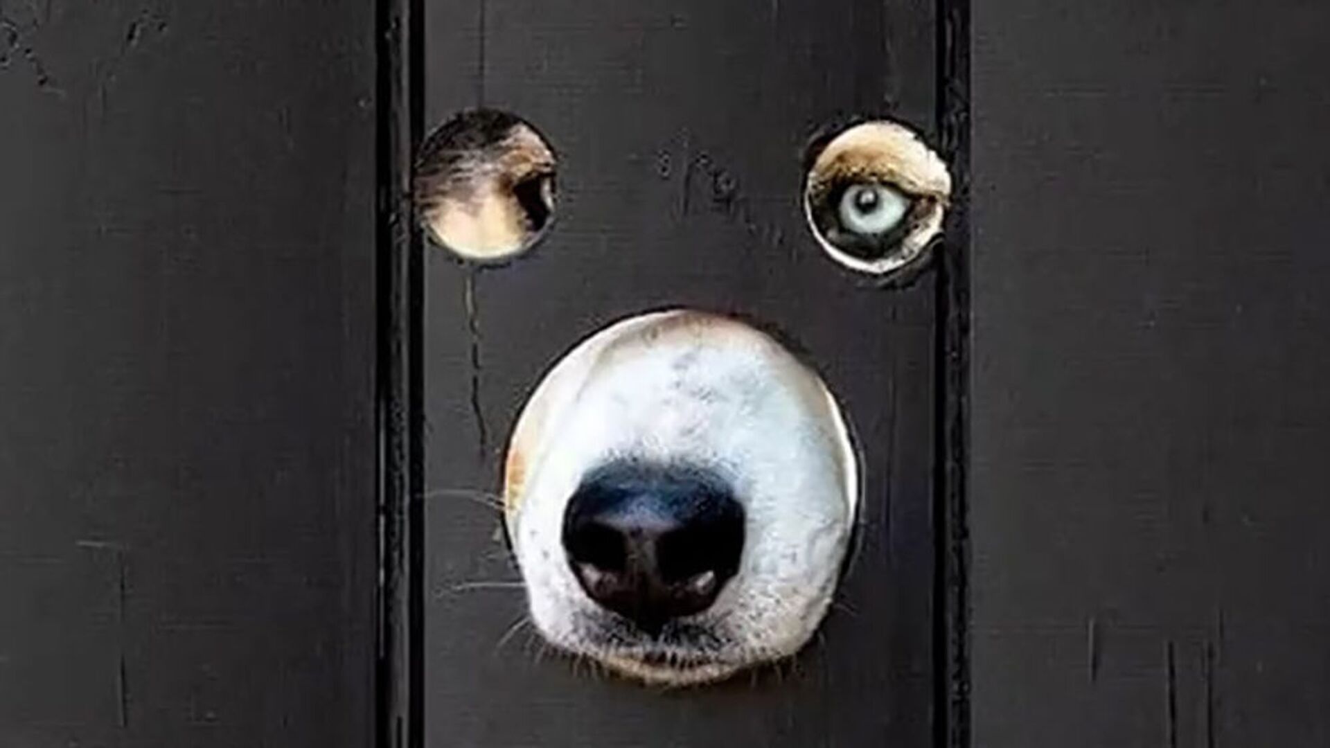 英國人在自家柵欄上鑽孔 為了讓他的狗可以看到路人 - 俄羅斯衛星通訊社, 1920, 20.04.2021