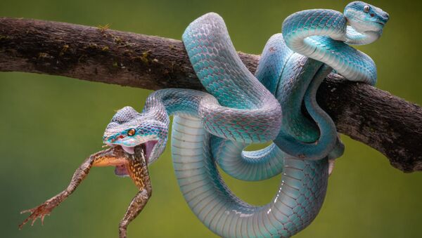 新加坡攝影師張進隆拍攝的“雙頭蛇”，在大賽中受到了高度評價。 - 俄羅斯衛星通訊社