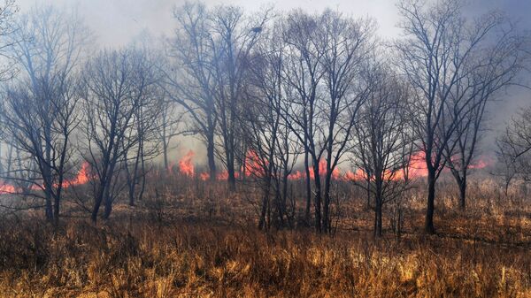 滨海边疆区林地起火（资料图片） - 俄罗斯卫星通讯社