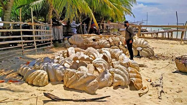 Охрана около гигантских раковин моллюсков на Филиппинах - 俄羅斯衛星通訊社