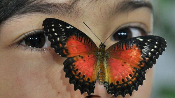 比什凱克女孩臉上的一隻蝴蝶。 - 俄羅斯衛星通訊社