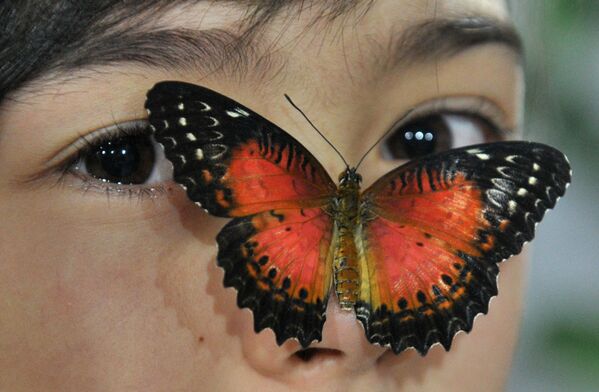 比什凯克女孩脸上的一只蝴蝶。 - 俄罗斯卫星通讯社