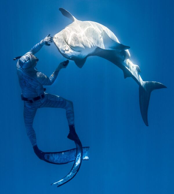 法國自由潛水員皮耶里克在水下與野生鯊魚互動。 - 俄羅斯衛星通訊社
