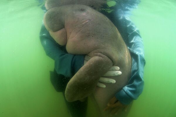 泰國海洋生物中心工作人員懷抱的一隻海牛。 - 俄羅斯衛星通訊社