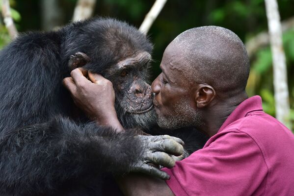 利比里亞幸存的黑猩猩。 - 俄羅斯衛星通訊社