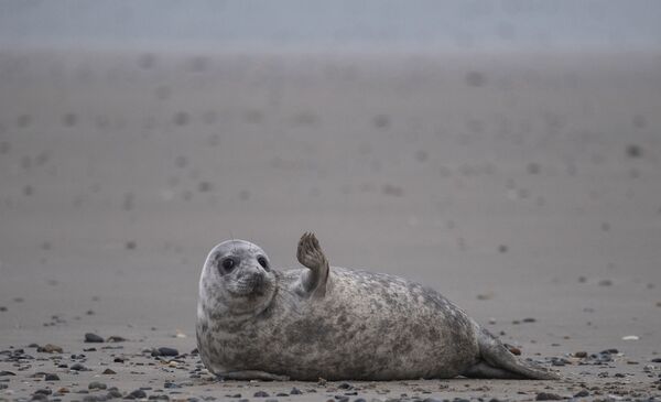 海利格兰岛沙滩上的一只灰海豹。 - 俄罗斯卫星通讯社