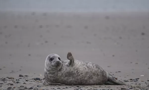 海利格蘭島沙灘上的一隻灰海豹。 海利格蘭島沙灘上的一隻灰海豹。 - 俄羅斯衛星通訊社