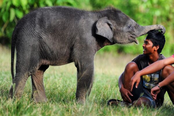 苏门答腊岛苏门答腊岛勒塞尔生态系统自然保护区中的一只小象。 - 俄罗斯卫星通讯社