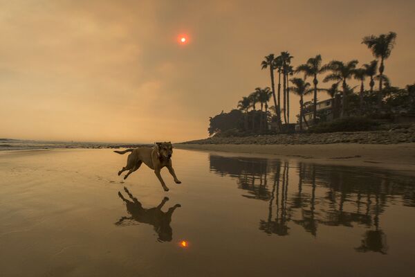 加利福尼亞海灘上奔跑的寵物犬。 - 俄羅斯衛星通訊社