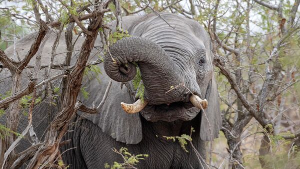 Слон ест плоды марулы в Национальном парке Крюгера в ЮАР - 俄羅斯衛星通訊社