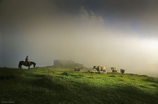 英国摄影师哈里·威廉姆斯拍摄作品《Farmer with his Longhorn cattle》获得2021年“粉红女郎”（Pink Lady®）美食摄影师大赛“田间食物奖类”奖项。 - 俄罗斯卫星通讯社