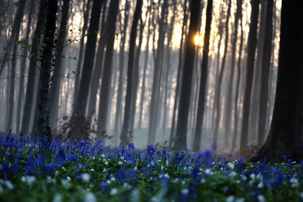 哈勒博斯蓝色森林中的花海。 - 俄罗斯卫星通讯社