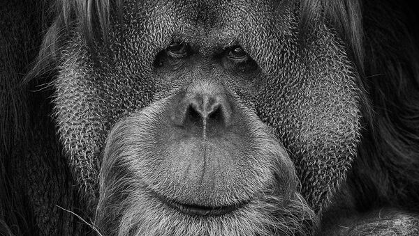 俄羅斯藝術攝影師米哈伊爾·基拉科相拍攝作品《我們與您相似》。其中照片主角均為莫斯科動物園動物。 - 俄羅斯衛星通訊社