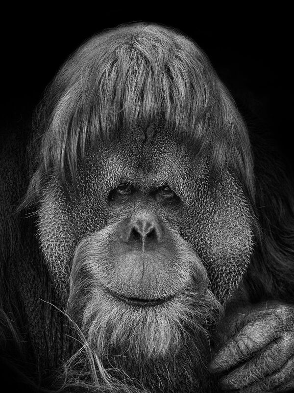 俄罗斯艺术摄影师米哈伊尔·基拉科相拍摄作品《我们与您相似》。其中照片主角均为莫斯科动物园动物。 - 俄罗斯卫星通讯社