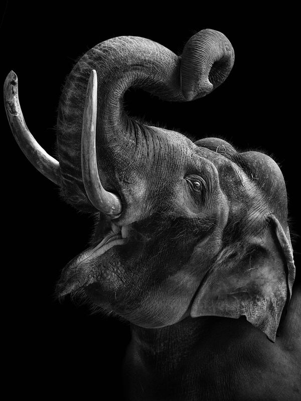 俄羅斯藝術攝影師米哈伊爾·基拉科相拍攝作品《我們與您相似》。其中照片主角均為莫斯科動物園動物。 - 俄羅斯衛星通訊社