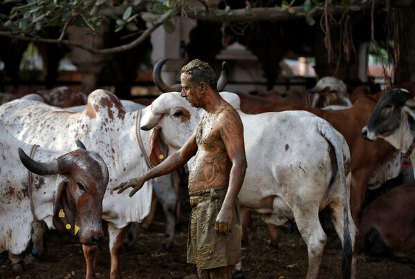 印度民眾用塗抹聖物牛糞的方法增強抵御新冠的能力。 - 俄羅斯衛星通訊社