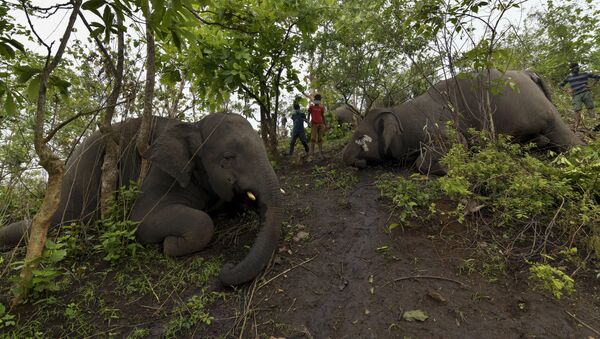 Стадо слонов погибло от удара молнии в Индии - 俄罗斯卫星通讯社