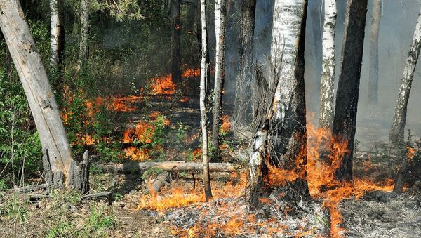 俄伊爾庫茨克州目前有12處森林火災 面積超3.5萬公頃 - 俄羅斯衛星通訊社